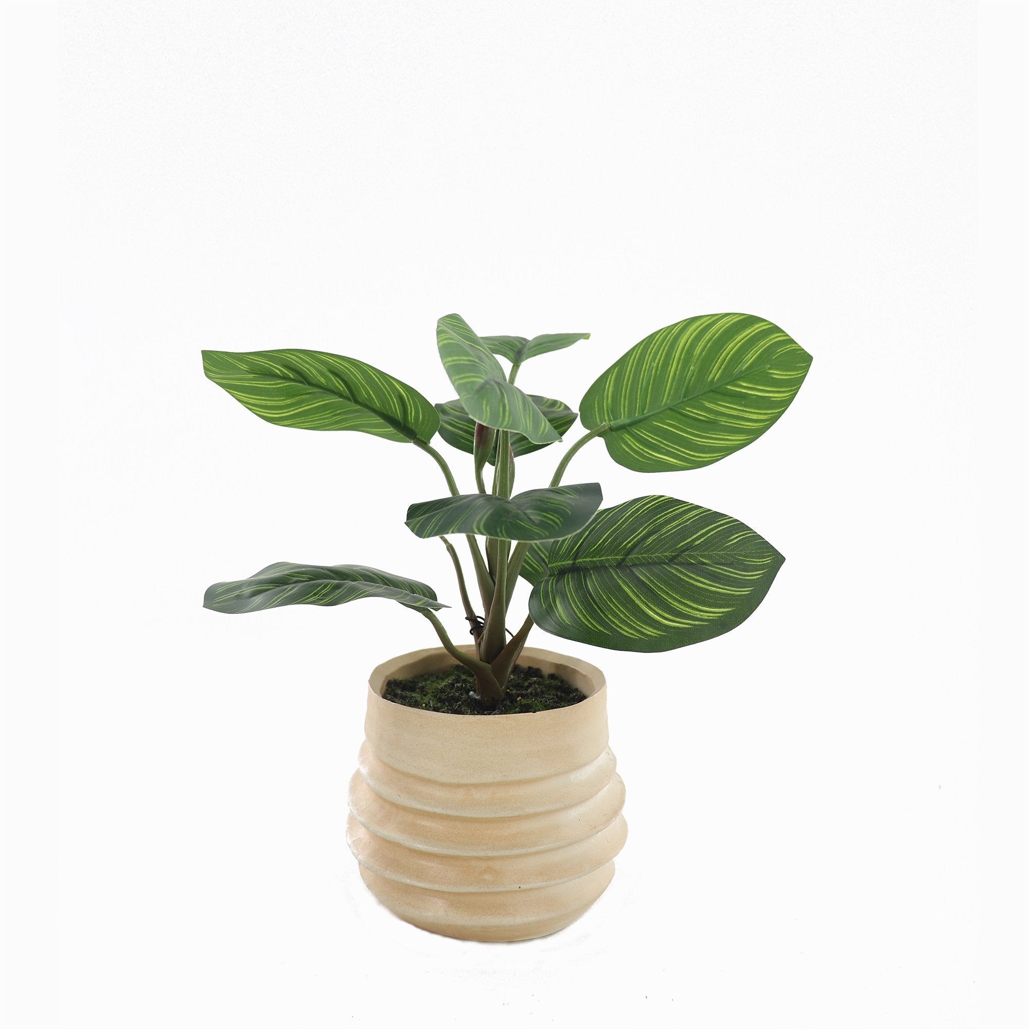 Artificial Arrowroot Plant in Ceramic Pot